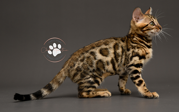 Bengal kitten for sale